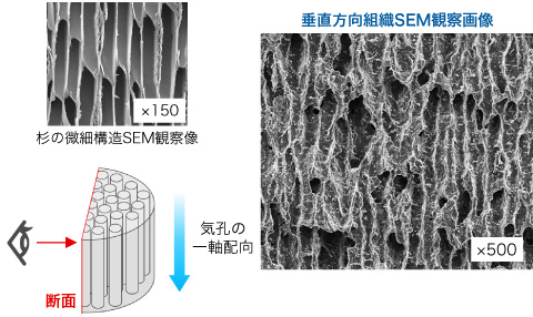 垂直方向組織SEM観察画像